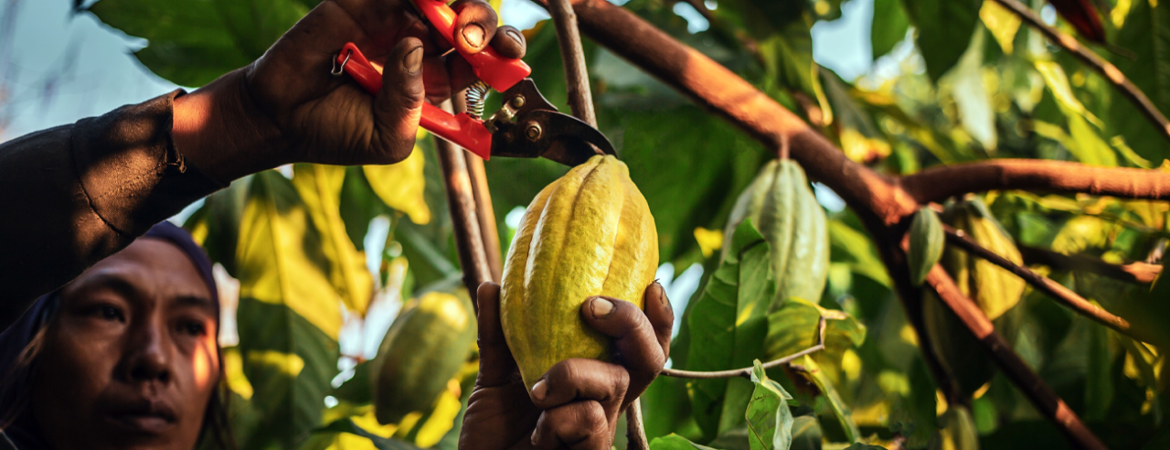 Belcolade stands for Belgian chocolate with an honest origin. As a Fairtrade producer, Belcolade guarantees transparent supply chains, sustainable cacao cultivation, and premium quality. Every batch is strictly checked for flavor, texture, and consistency – from bean to chocolate drop.